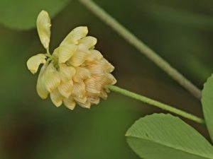 Jetel ladní Trifolium campestre Schreb.