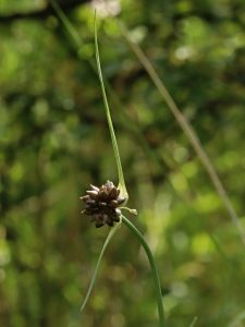 Česnek planý – Allium oleraceum L.
